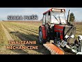 Plantator truskawki wymyślił maszynę do walki z ...