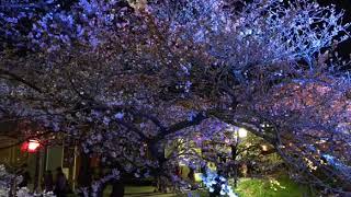 Gojo river Sakura