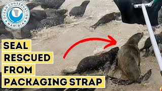 Seal Rescued From Packaging Strap