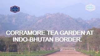 Corramore | The most  beautiful Tea Garden In Assam | Exploring Corramore Tea Estate