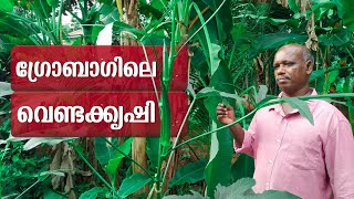 ഗ്രോബാഗിലെ വെണ്ടക്കൃഷി | Venda cultivation | Venda Krishi | Kerala Frming | Venda Krishireethikal