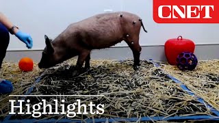 Watch Neuralink's Spinal Implant Stimulate Movement in Pig