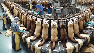 Harvest Millions Tons of Mink Fur and Civet Coffee Each Year – Mink Fur Processing Technology