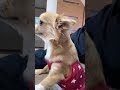 涙を浮かべたチワワ｡ shorts チワワ dog 犬