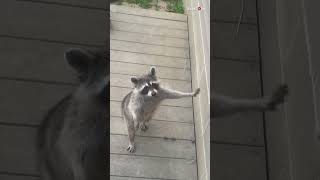 Shy raccoon approaches human on two legs