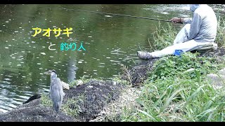 [4K60P]野鳥：アオサギと釣り人／Ｋ川