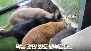 고양이가 많아도 전혀 힘들지 않은 이유 (feat.20마리) | 쫀니와 쪼꼬미들 | 🏝️베베집사 제주살이