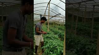 गोलभेडाको बोट डोरिले  बान्दै कृषक सन्त श्रेष्ठ #shorts #tomato