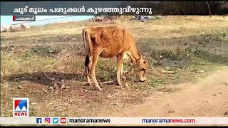 വേനല്‍ കനത്തത് വില്ലനായി; പാല്‍ ഉല്‍പാദനത്തില്‍ കുറവ് | Dairy Farmers | Milk