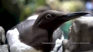 Common Murre