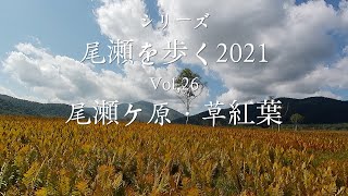 シリーズ・尾瀬を歩く2021　Vol,26　尾瀬ケ原・草紅葉