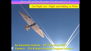 サーボ駆動羽ばたき機　オオタカ　ServoFlapOrnithoperGoshawk111-2 79g: 2nd Flight and Gliding in Wind