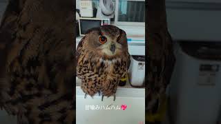 今日のジュニ君🦉床で寝てる💤