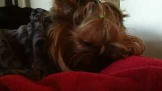 Sleepy  Cute Yorkie 眠いかわいいヨーキー