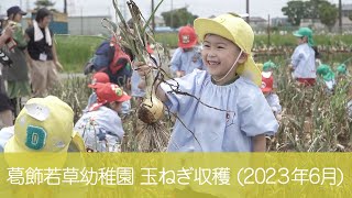 葛飾若草幼稚園 玉ねぎ収穫 (2023/06/01)