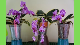 Orchid - 3 Phal Sogo Vivien in 3 Different Setups | Orchid Care Tips