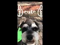 【before and after】トリミングで可愛くなったミニチュアシュナウザー【くろえもん】2歳7ヶ月 miniatureschnauzer shorts