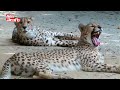 మూగ జీవుల ఉసురు పోసుకోవడం కరెక్ట్ కాదు african tigers tolivelugu tv