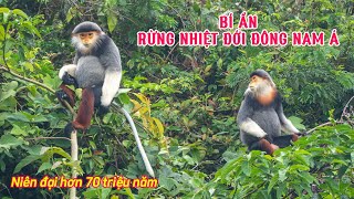 Cuộc Sống Bí Ẩn Dưới Tán Rừng Rậm Đông Nam Á!