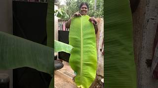 ஆள் உயரம் 💚🌿🍀Harvest of the day.Organic gardening.#nature#healthylifestyle#shorts