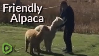 Friendly alpaca just want to play with human