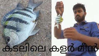 കടലിലെ കളർ മീനുകളെ പിടിച്ചതു കണ്ടോ 🐠🐠🐠🐠