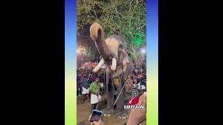 കേരളത്തിലെ ഏറ്റവും പൊക്കമുള്ള ആന |tallest elephant in kerala|#thechikottukavu_ramachandran #karnan