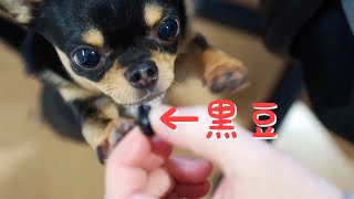 #539 黒豆くん黒豆を食べる【看板犬チワワ】