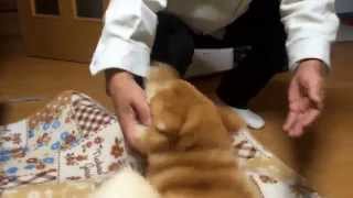 過激！！父の帰宅を歓迎する柴犬の子犬どんぐりRadical! !  Welcome the father of returning home puppy Shiba Inu Donguri