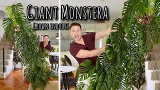 Growing \u0026 chopping up my huge Monstera adansonii (includes 12 months of updates)