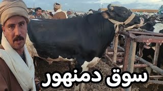 سوق المواشي بدمنهور ( اسعار العجول البقري المحيرة والقنية)2/ 2/ 2025