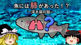 【ゆっくり解説】魚には肺があった！？～浮き袋の話～