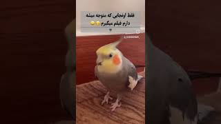 وقتی فهمید ازش فیلم میگیرم🥺🦜♥ #پرنده #birds #طوطی #parrot #زندگی #funny #عروس_هلندی #cockatiel