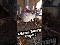 Compost Pile vs. Chickens