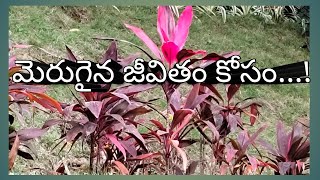 మెరుగైన జీవితం కోసం...! ll Jeevitha satyalu ll Telugu inspirational and motivational videos