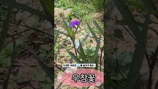 우창꽃 루엘리아 화단가꾸기 #우창꽃 #루엘리아 #화단  #괴산농부유튜브공부방