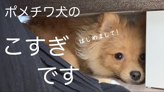 ソファの下に潜る犬