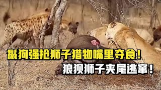 鬣狗强抢狮子猎物嘴里夺食！狼狈狮子夹尾逃窜！锋利狗牙无情掏肛