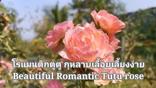 แนะนำ​กุหลาบโรแมนติกตูตู Romantic​ Tutu in my garden​