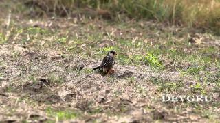 阿穆爾隼  Amur Falcon