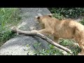 【ライオン】2022 8 30のクレイくん🦁その4　とべ動物園