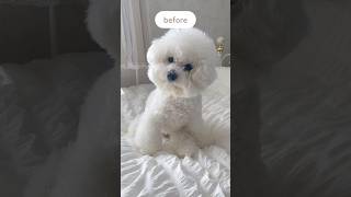 ぬいぐるみ犬 1歳最後のトリミングbefore / after #ビションフリーゼ #shorts