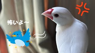 【文鳥換羽期】イライラを和らげる方法とは？