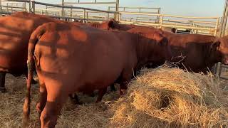 Purebred Santa Gertrudis bred to American Red Bull(red angus x Gert)