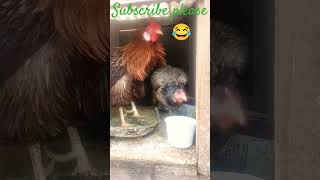 ஓ இது தான் அழகா 😂 #funny_chicken #funnyvideo #husbandwifecomedy #kozhi_koothugal #funny #musicgenre