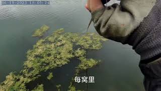 爆护秘诀之控制节奏！以鱼聚鱼！挑战冶河第三弹~打碎空军魔咒！#釣魚技巧 #釣魚分享