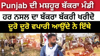 Bakra Mandi,Punjab ਦੀ ਮਸ਼ਹੂਰ ਬੱਕਰਾ ਮੰਡੀਹਰ ਨਸਲ ਦਾ ਬੱਕਰਾ ਬੱਕਰੀ ਖਰੀਦੋ ਦੂਰੋ ਦੂਰੋ ਵਪਾਰੀ ਆਉਂਦੇ ਨੇ ਇੱਥੇ