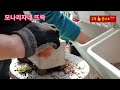 다육식물봄맞이분갈이하기 분갈이 봄에분갈이하는이유 다육식물 多物 succulents 다육이키우기 @모나리자네뜨락monaliza