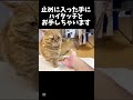 激おこ中でも止めに入った手にハイタッチとお手を決めるパパ猫 マンチカン shorts