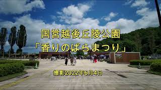 国営越後丘陵公園「香りのばらまつり」